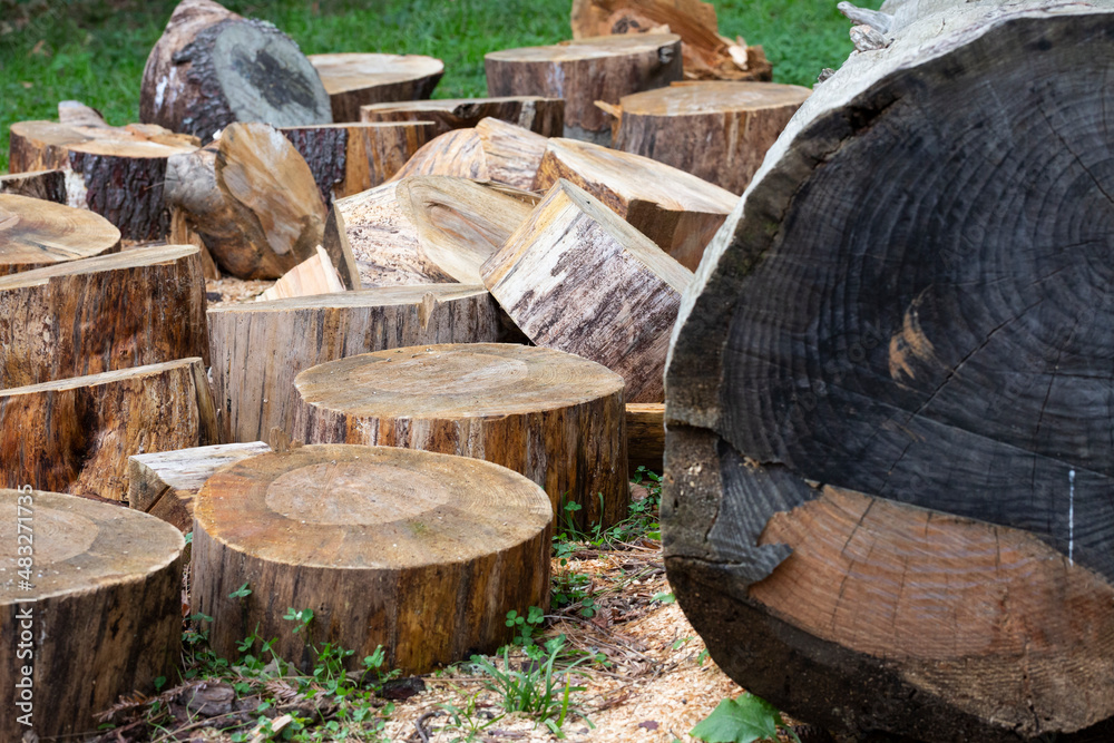 Sawn trees from the forest. Logging timber wood industry.