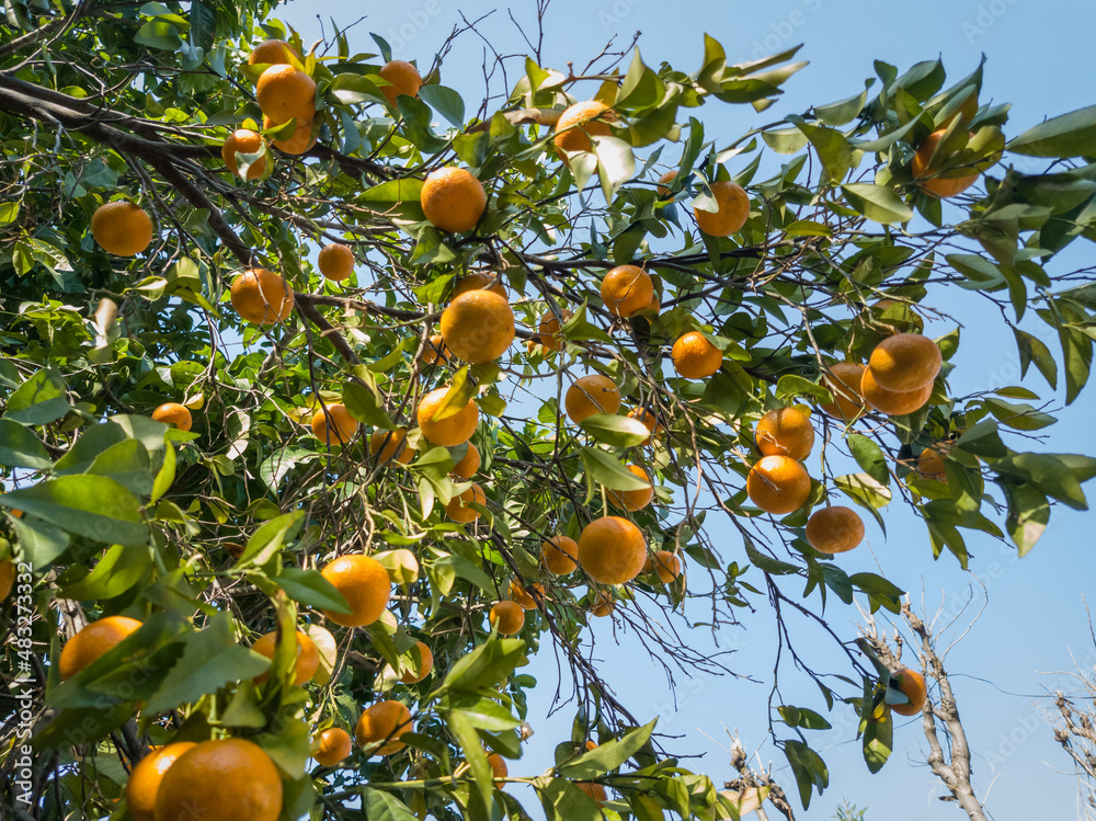 Orange tree with fruits. Low angle view and blue sky in background. Fresh orange hanging with branches of tree in a farm.