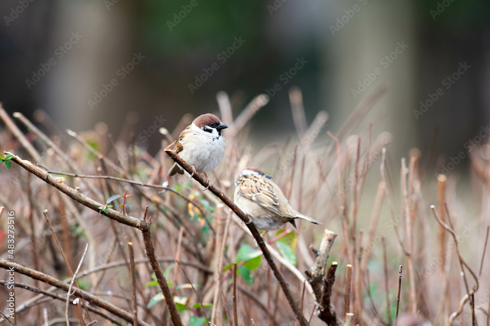 Obraz premium ふくら雀1