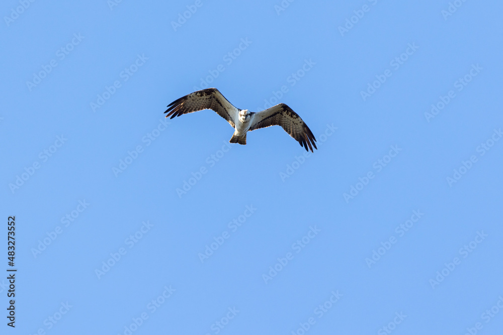 Flying Osprey with flapping wings in the sky