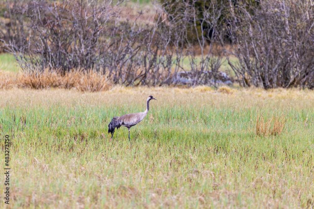 Fototapeta premium Crane standing in a bog landscape