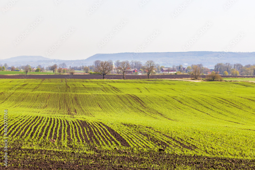 Rural landscape view with green field at spring