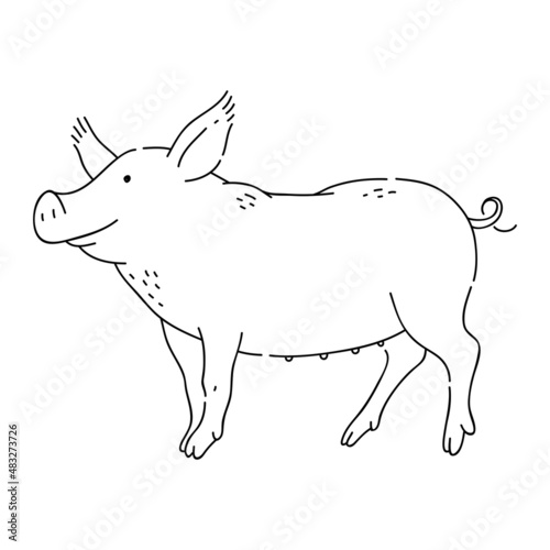 Pig vector doodle animal of Eastern astrological calendar black outline on white background.