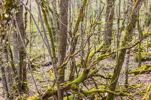 Mossy deciduous forest budding in spring