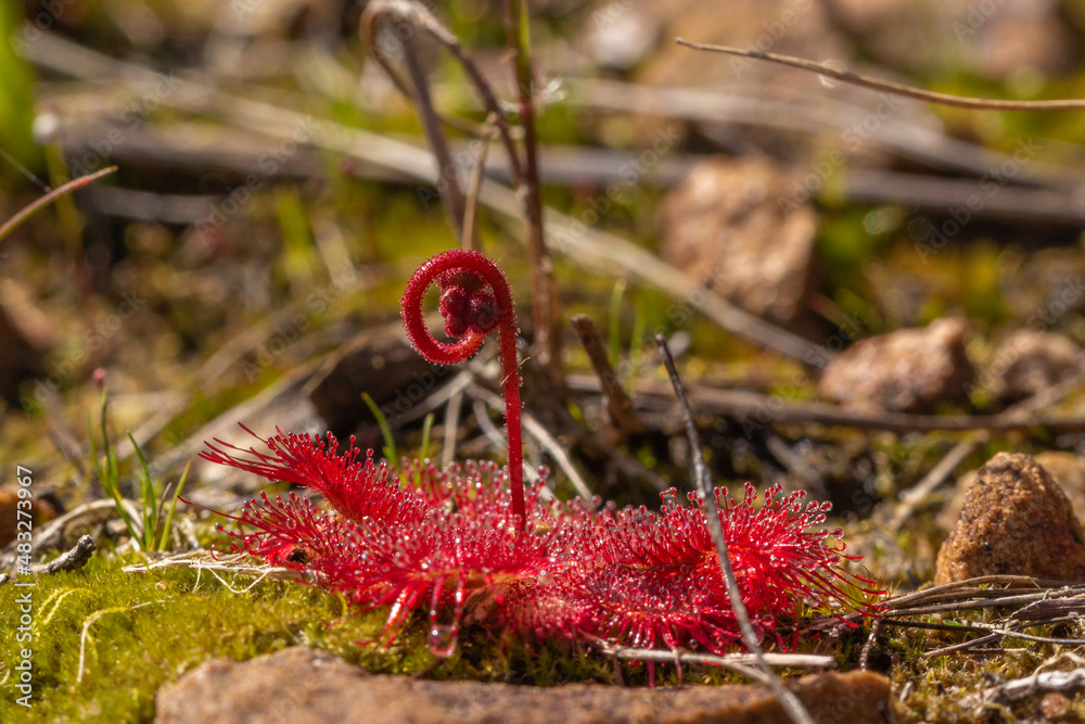 Side view of a flowering Drosera trinervia on Table Mountain in Cape Town, Western Cape of South Africa