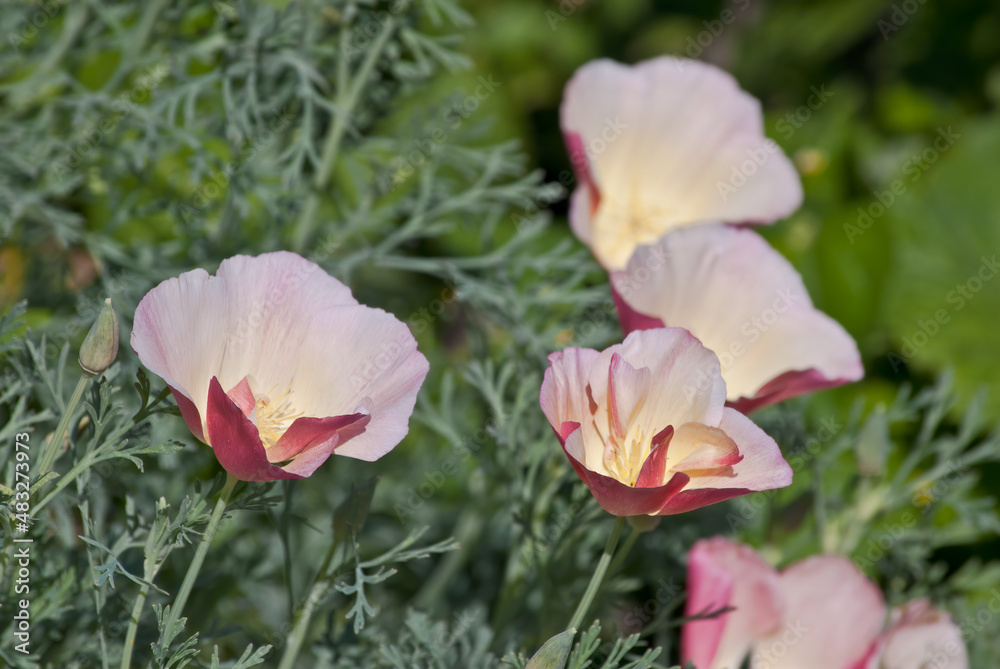 California Poppy (Eschscholtzia californica) in garden California Poppy (Eschscholtzia californica) in garden