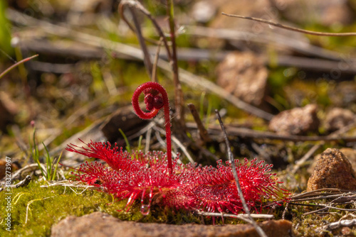 Side view of a flowering Drosera trinervia on Table Mountain in Cape Town, Western Cape of South Africa photo