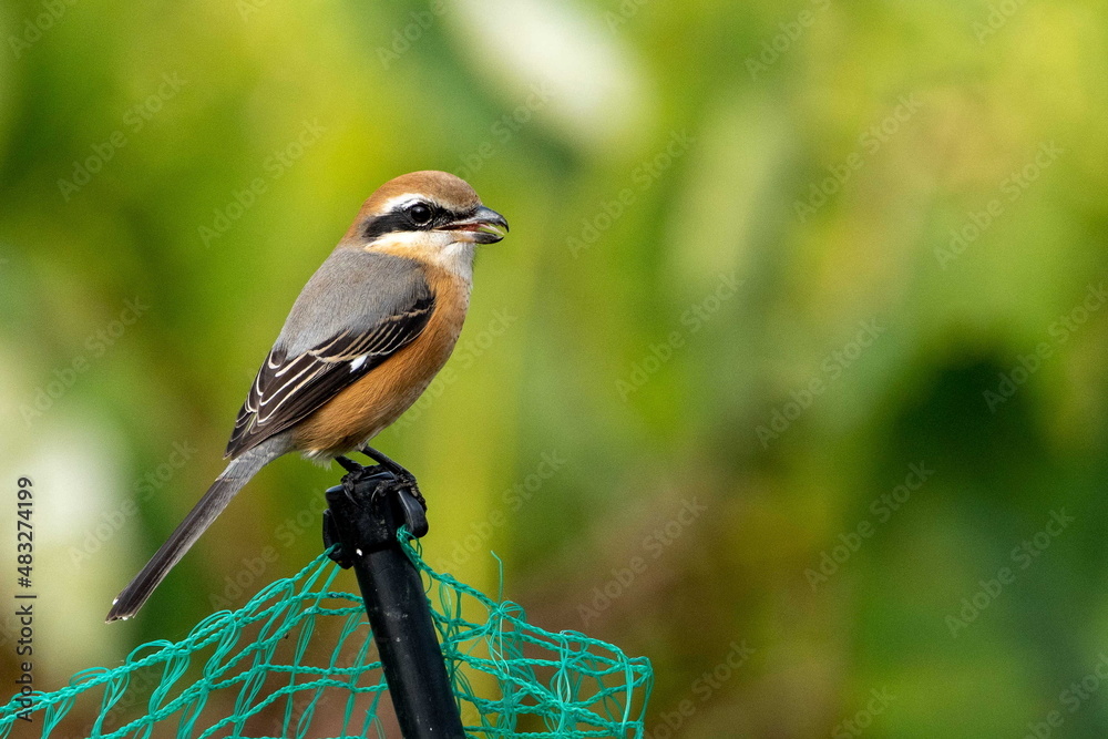 Fototapeta premium モズ