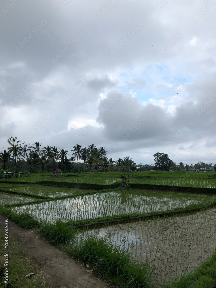 soaked rice fields in Bali