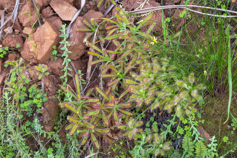 Drosera hilaris on Table Mountain Drosera hilaris on Table Mountain