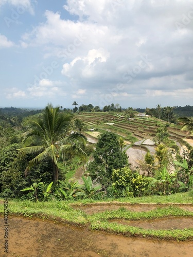 rice fields hill in Bali