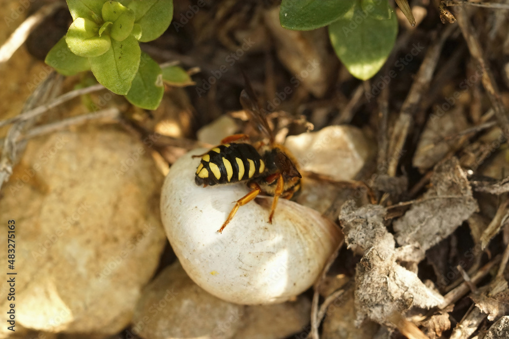 Closeup on a female Seven-toothed Red-Resin Bee, Rhodanthidium septemdentatum, inspecting an empty snailhouse for possible nesting and egg deposition Closeup on a female Seven-toothed Red-Resin Bee, Rhodanthidium septemdentatum, inspecting an empty snailhouse for possible nesting and egg deposition