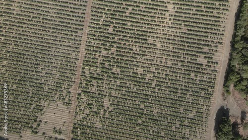 Organized straight rows of grape vines in large vineyard flyover, FRA photo