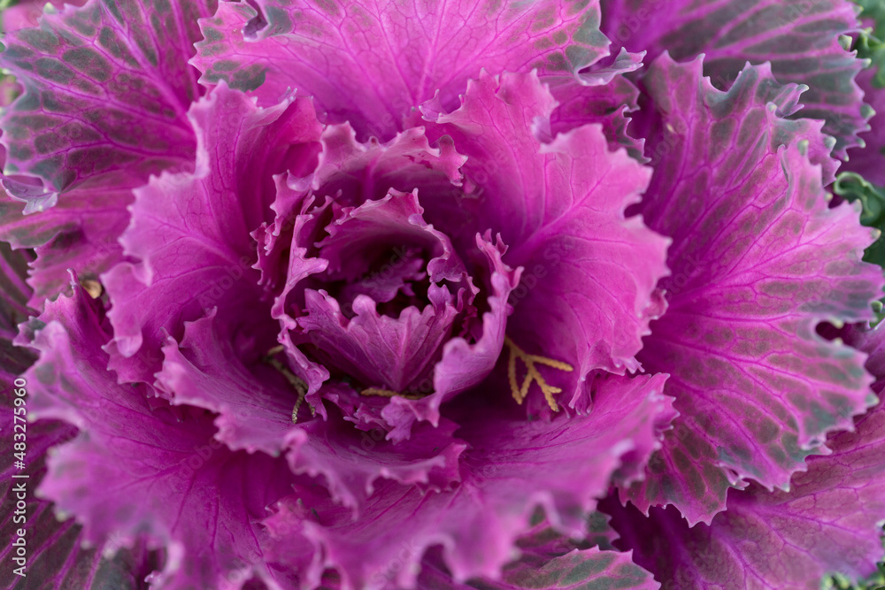 Obraz premium Fresh violet Cabbage brassica oleracea plant leaves