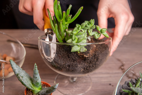 The girl is engaged in transplanting succulents in a glass florarium. Hobbies, home flowers.