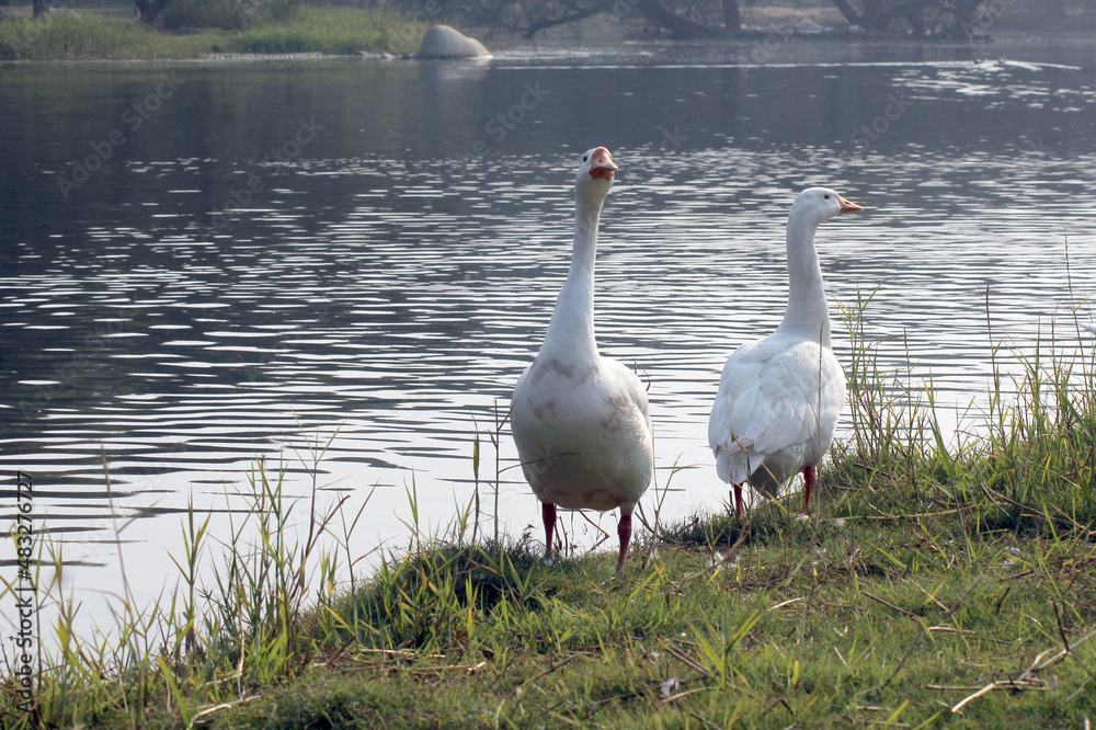 Obraz premium ducks on the lake side