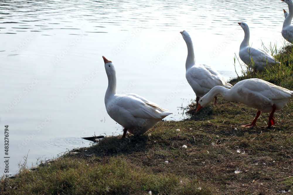 Obraz premium ducks on the lake