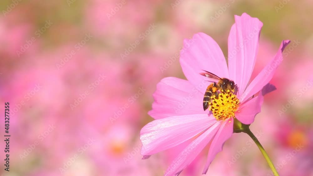 Beautiful cosmos flowers and bee in the garden, outdoor Chiangmai Thailand Beautiful cosmos flowers and bee in the garden, outdoor Chiangmai Thailand