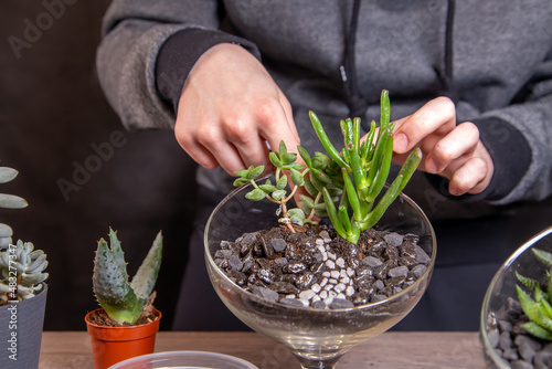 The girl decorates a composition of succulents with stones in a glass florarium. Hobbies, home flowers.