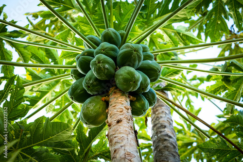 green papayas on the tree