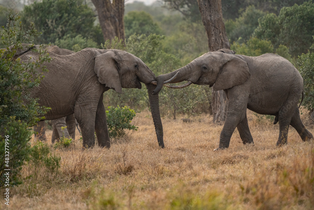 Clsoe up of African Bush Elephants walking on the road in wildlife reserve. Maasai Mara, Kenya, Africa. (Loxodonta africana) Clsoe up of African Bush Elephants walking on the road in wildlife reserve. Maasai Mara, Kenya, Africa. (Loxodonta africana)