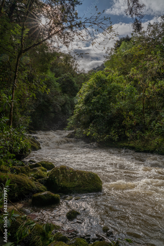 rainforest columbia southern america rainforest columbia southern america