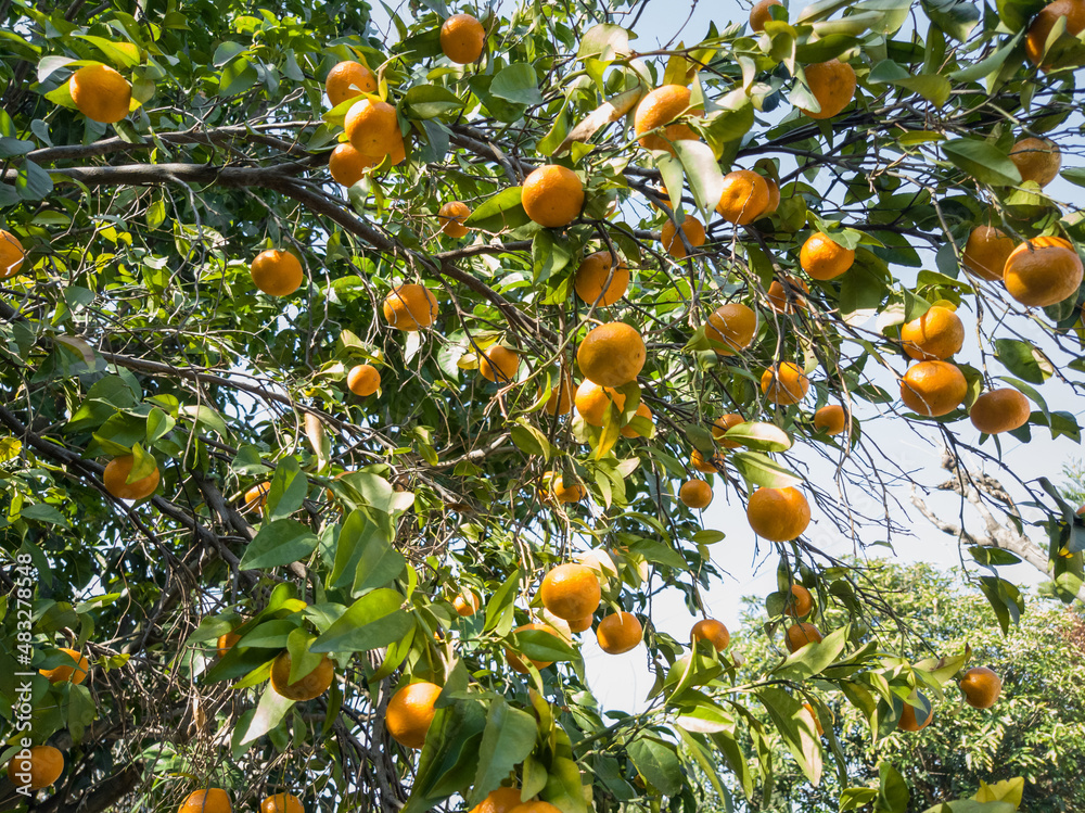 Orange tree with fruit on it.