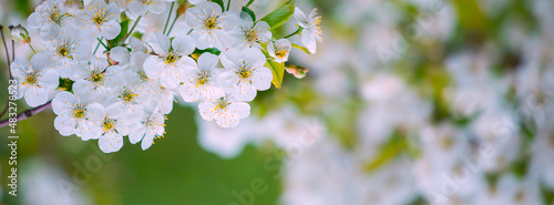 Blooming spring background.