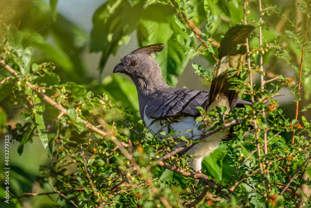 White-bellied Go-away-bird - Crinifer leucogaster, beautiful bird from African bushes and savannahs, Taita hills, Kenya. White-bellied Go-away-bird - Crinifer leucogaster, beautiful bird from African bushes and savannahs, Taita hills, Kenya.