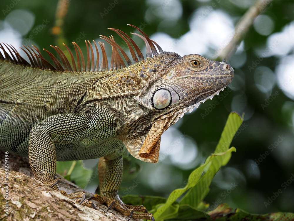 The green iguana, Iguana iguana, sits high in the branches of Costa Rica
