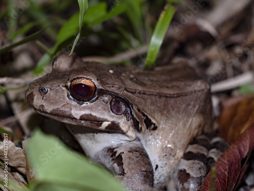 The great frog, Leptodactylus savagei, stays exclusively on the ground. Costa Rica photo