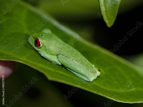 Gaudy leaf frog, Agalychnis callidryas, sitting curled up on a leaf, active at night. Costa Rica