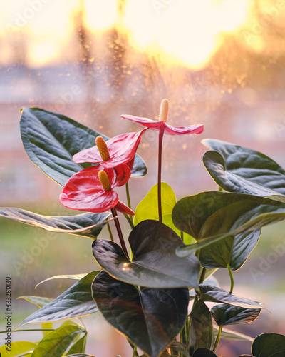 A red Anthurium andreanum grp turenza flower with sunlight in the background photo