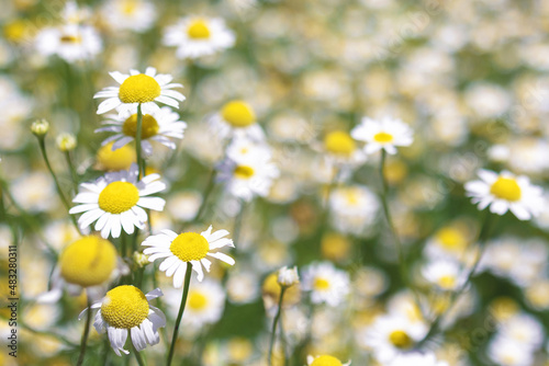 Chamomile flowers Field. Beautiful nature scene with blooming medical roman chamomiles. Nature spring blossom, Summer daisy background. Alternative medicine, phytotherapy ingredient, herbal garden.