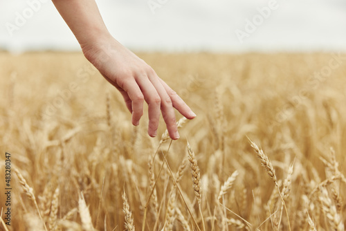 Woman hands spikelets of wheat harvesting organic endless field