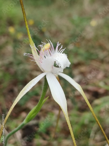 Sandplain white spider orchid in full bloom