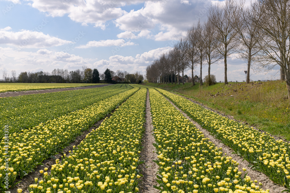 A flowering yellow tulip field in Holland