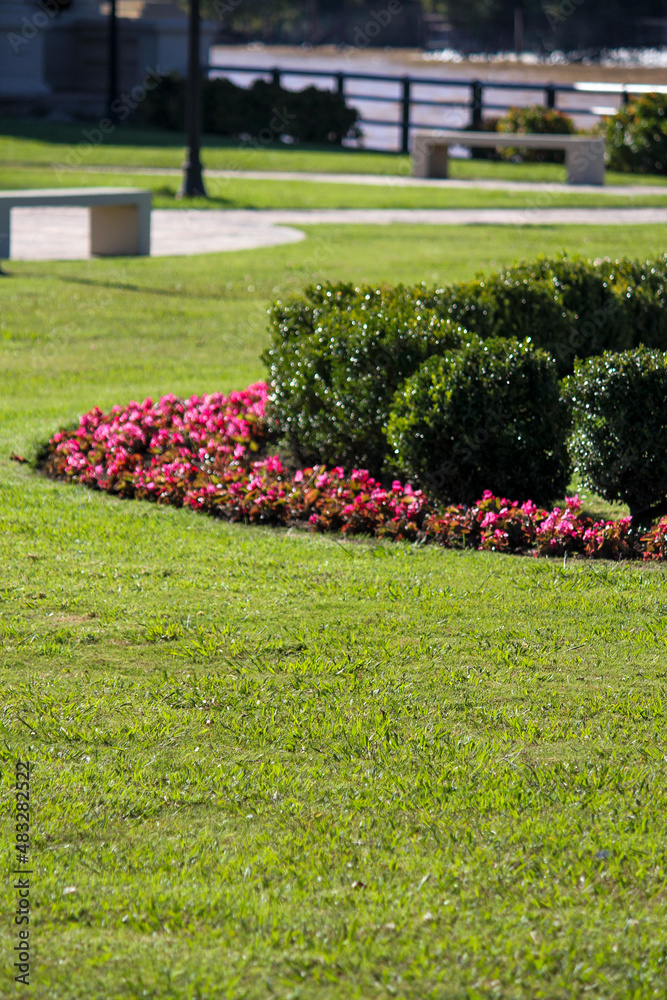 Bushes and flowers in the park