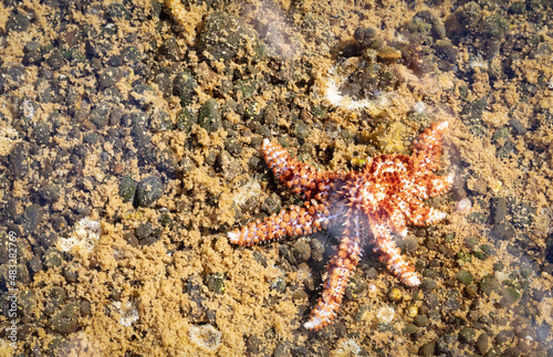 Red starfish in a shalow lake