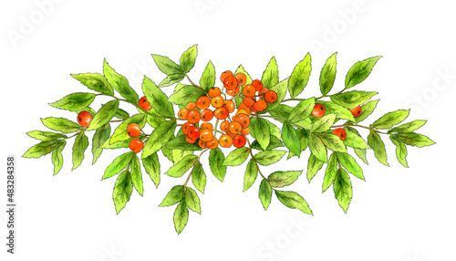 Foto watercolor branches, leaves and berries of rowan on a white background