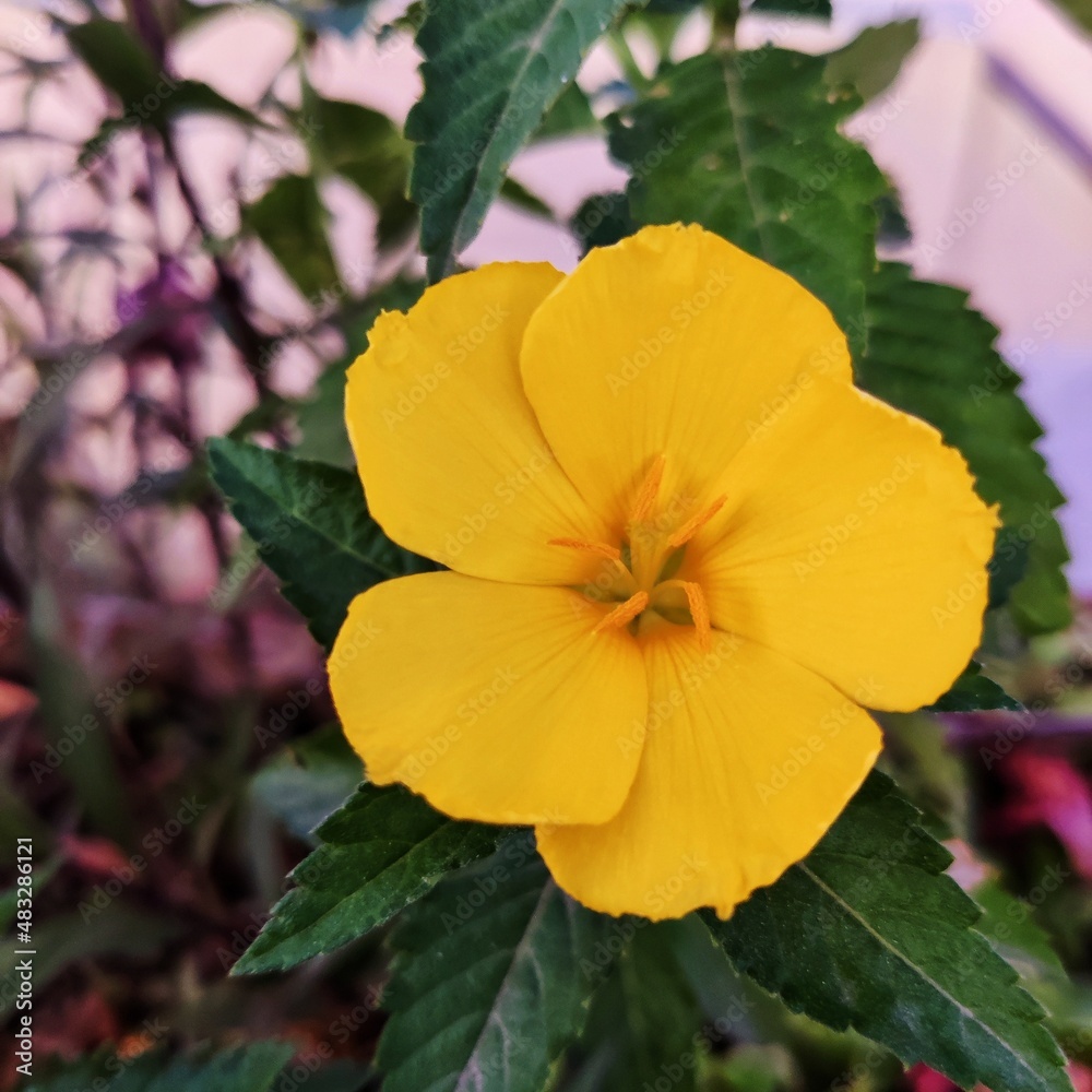 yellow and red yellow and red