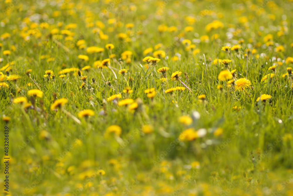 Yellow flowers background. Sunny meadow with dandelions in warm spring on sunlight. Seamless photo texture