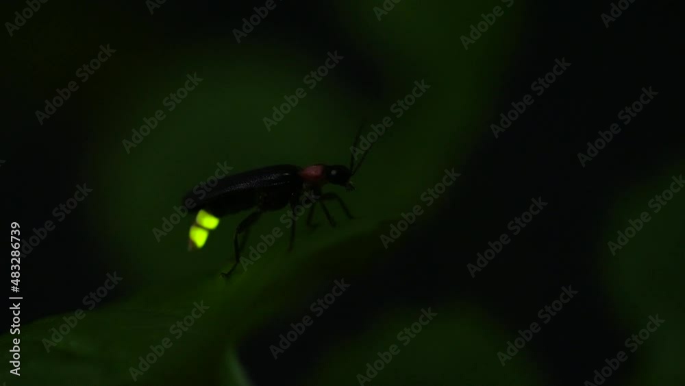 Fireflies sticking to leaves and glowing desperately.
By emitting light, fireflies are thought to be communicating not only in courtship but also with each other. Fireflies sticking to leaves and glowing desperately.
By emitting light, fireflies are thought to be communicating not only in courtship but also with each other.