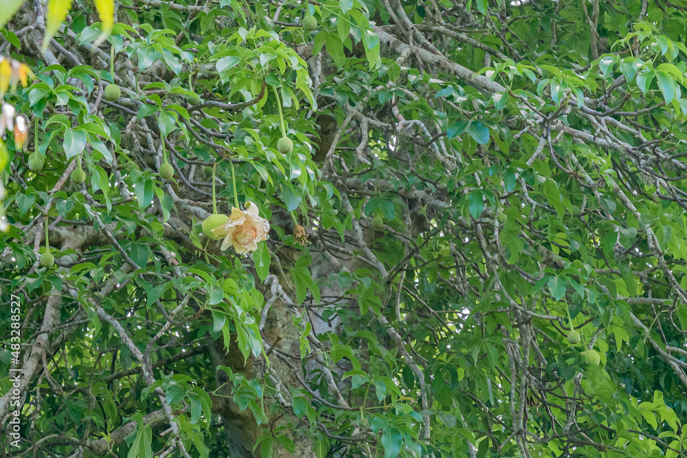 Flower on Baobab Tree in the forest, Zanzibar, Tanzania Flower on Baobab Tree in the forest, Zanzibar, Tanzania