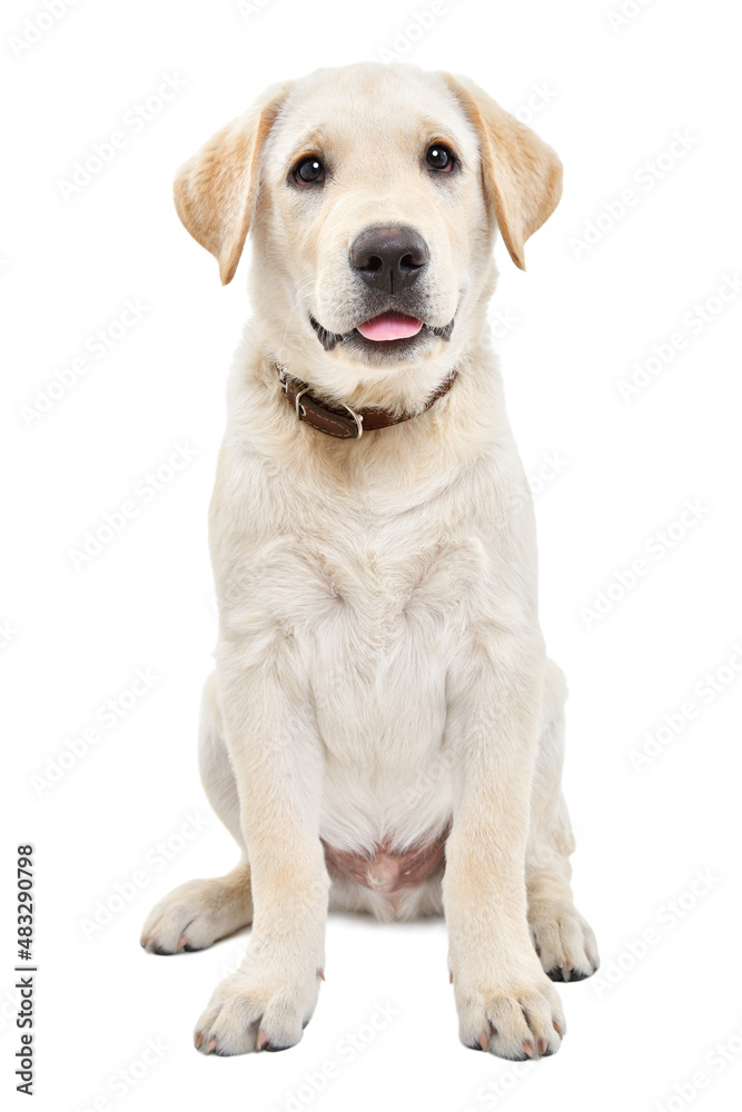 Adorable labrador puppy sitting isolated on white background