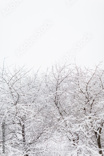 Beautiful snowy trees with branches on a cold winter day © alones