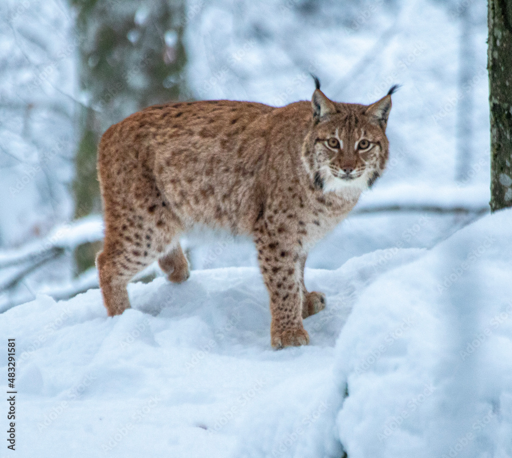 Obraz premium lynx in snow