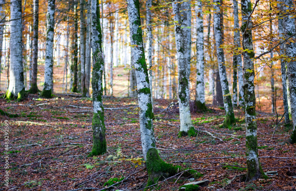 The morning sun in the forest with fall colors The morning sun in the forest with fall colors