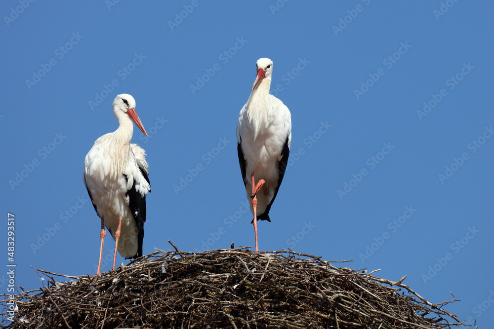 Fototapeta premium Weißstorch / White stork / Ciconia ciconia