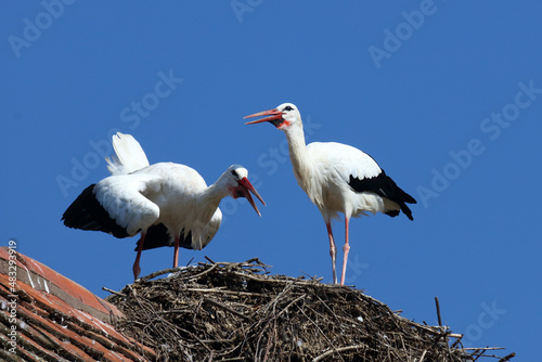 Weißstorch / White stork / Ciconia ciconia